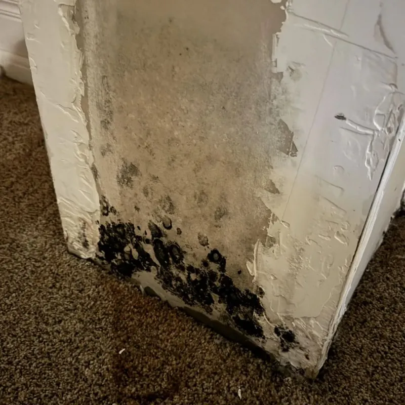 Professional Mold Removal in Fairmont, NC